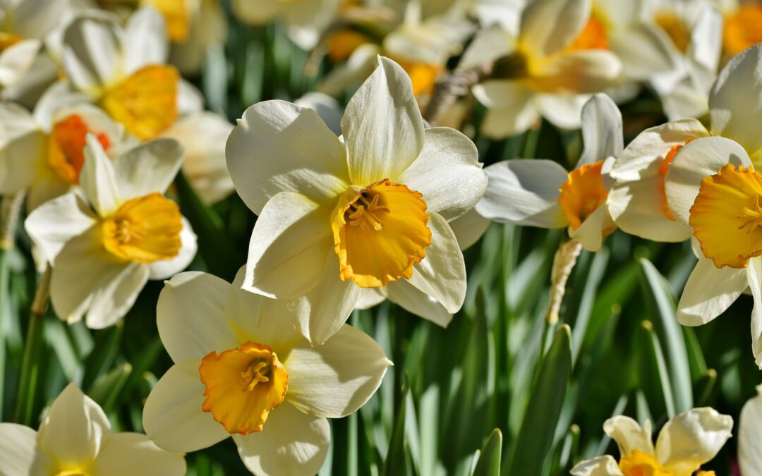 daffodil bg spring concert