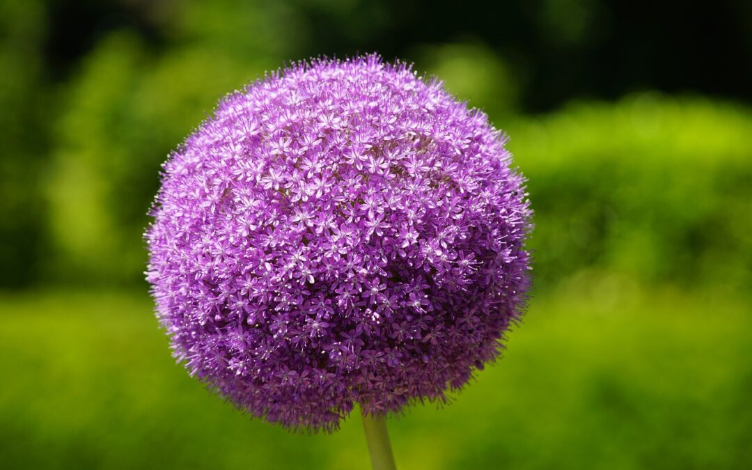 allium-8108318_1920